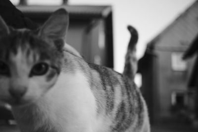 delnice-cat.jpg
